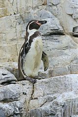 Humboldt Penguin